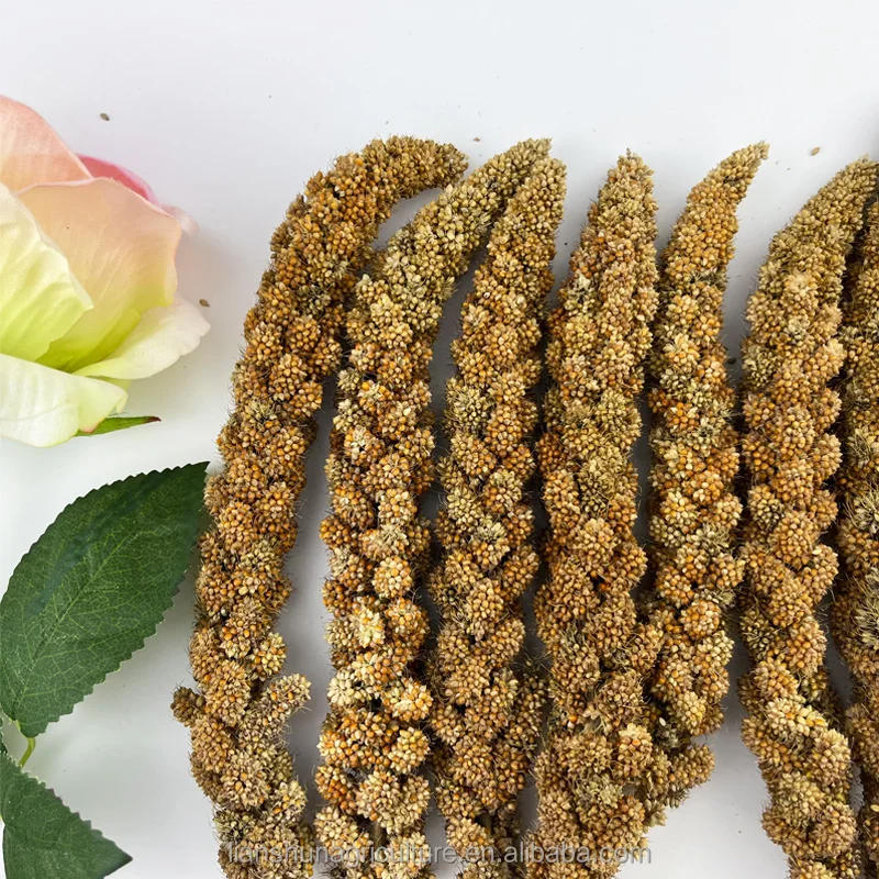 Carton Boxes Yellow Millet Spray For Bird Feeding