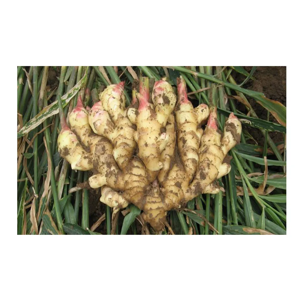 
Wholesale Best Price Grade Vegetables Frozen Ginger 