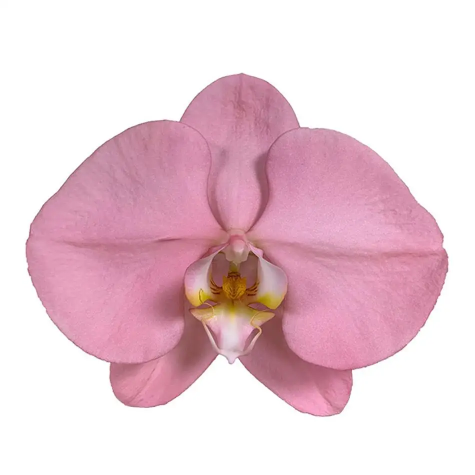 Manufacturer Well Made Professional Production Valentines Red Phalaenopsis