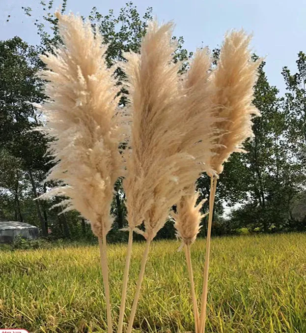 2022 wholesale natural real dried pampas low price fluffy large pampas grass for home wedding indoor decoration