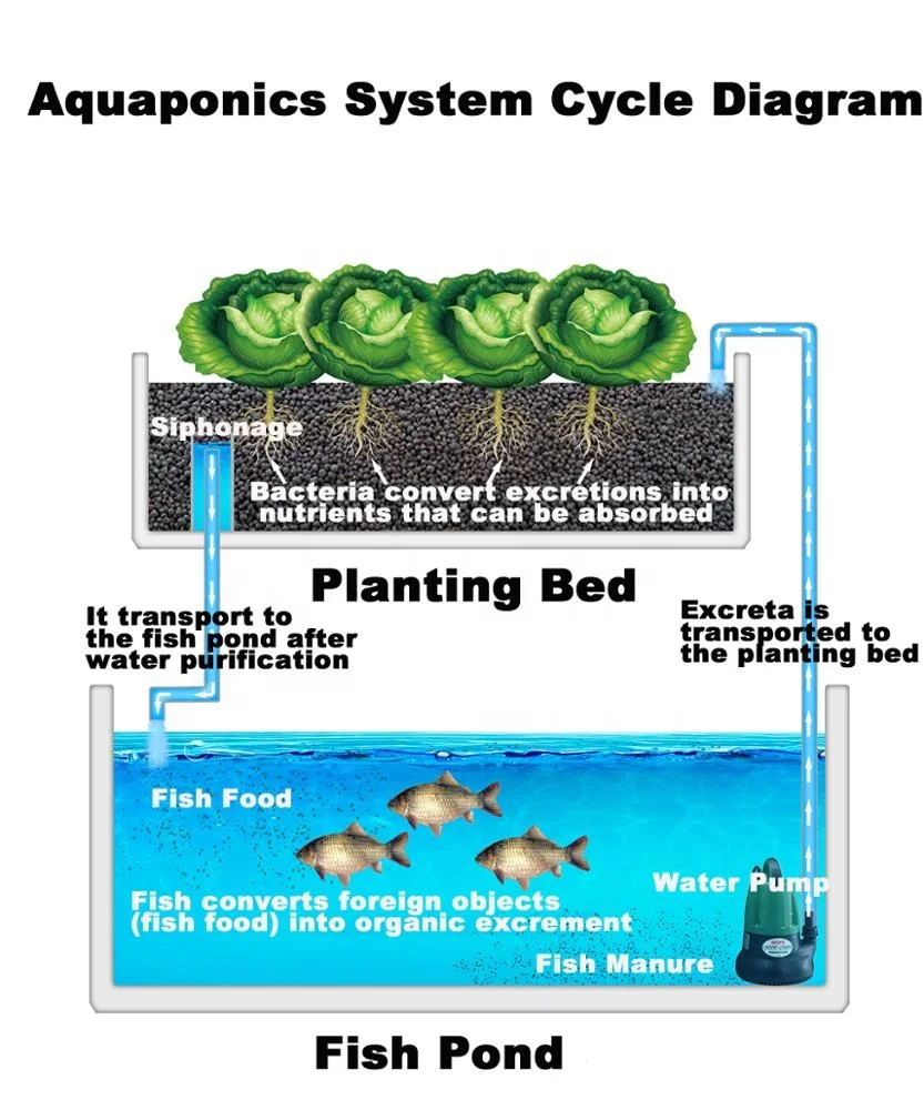 Agricultural Vegetable Cultivation Fish small aquaponics system