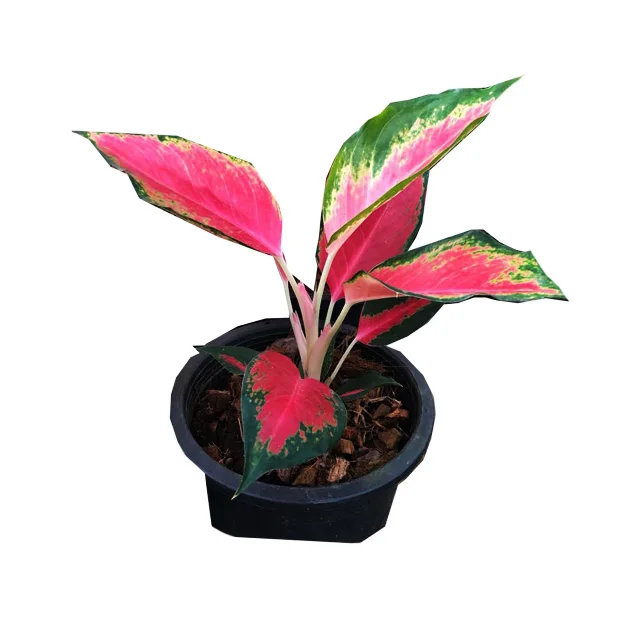 
Горшочные растения Aglaonema из таиланда по лучшей цене, попробуйте нас! Оптовая продажа 