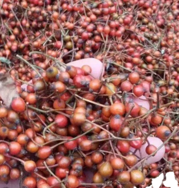 Ye qiang wei многоцветная Роза, детская Роза, Японские семена роз для посадки