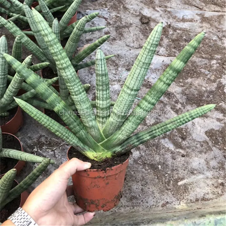 Все типы растений sansevieria