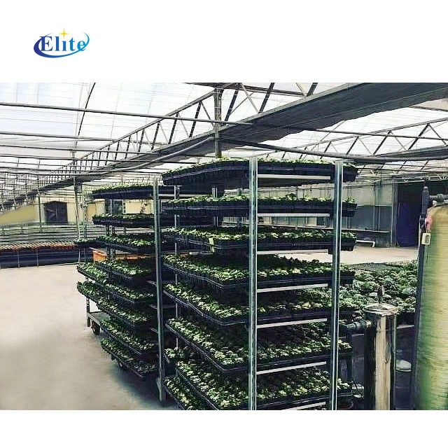 Container load flower auction plant nursery  rack  trolley