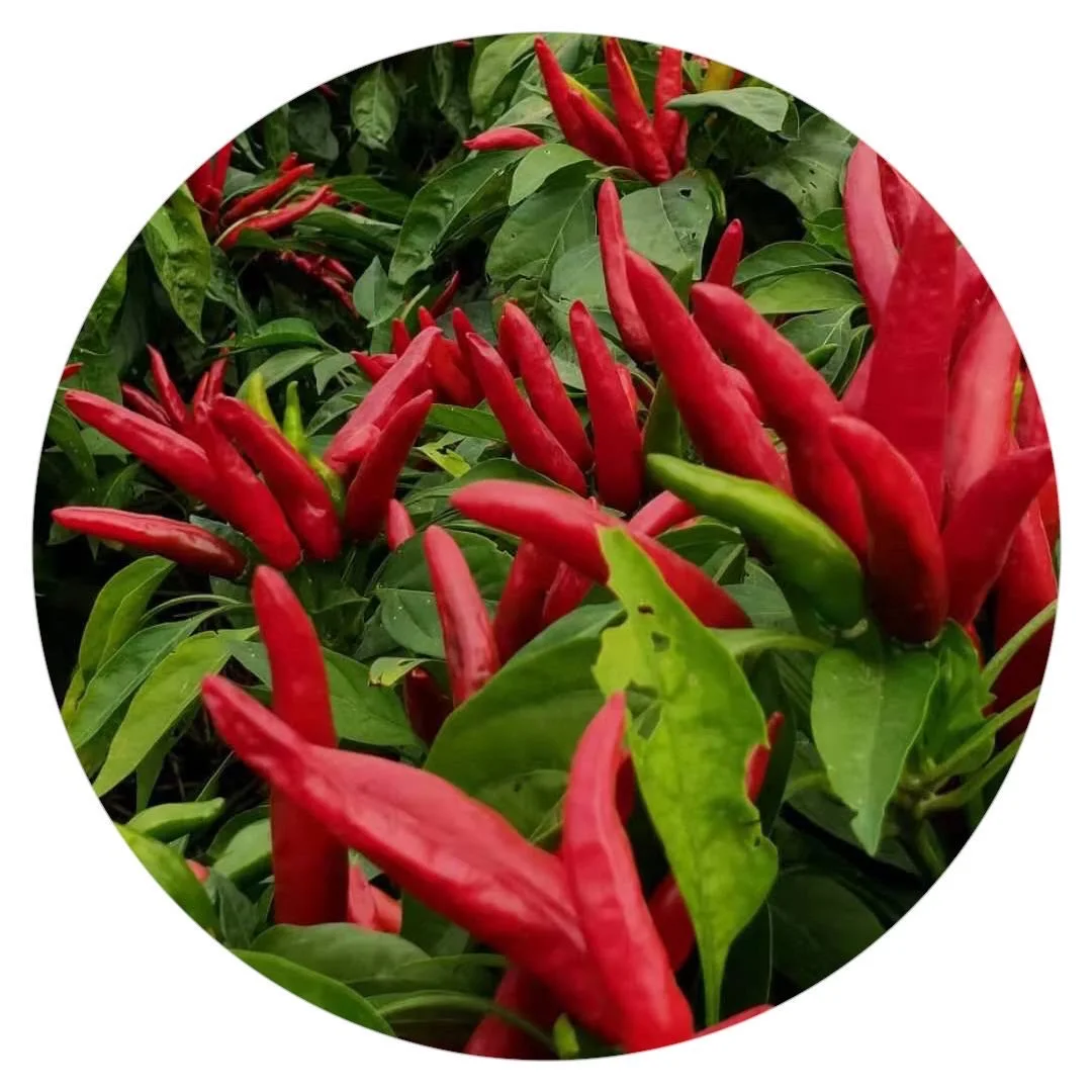 
Naturix NPEP30 High Yield Hybrid Capsicum Upright Cluster Pepper Beauty Miracle Chilli Seed 