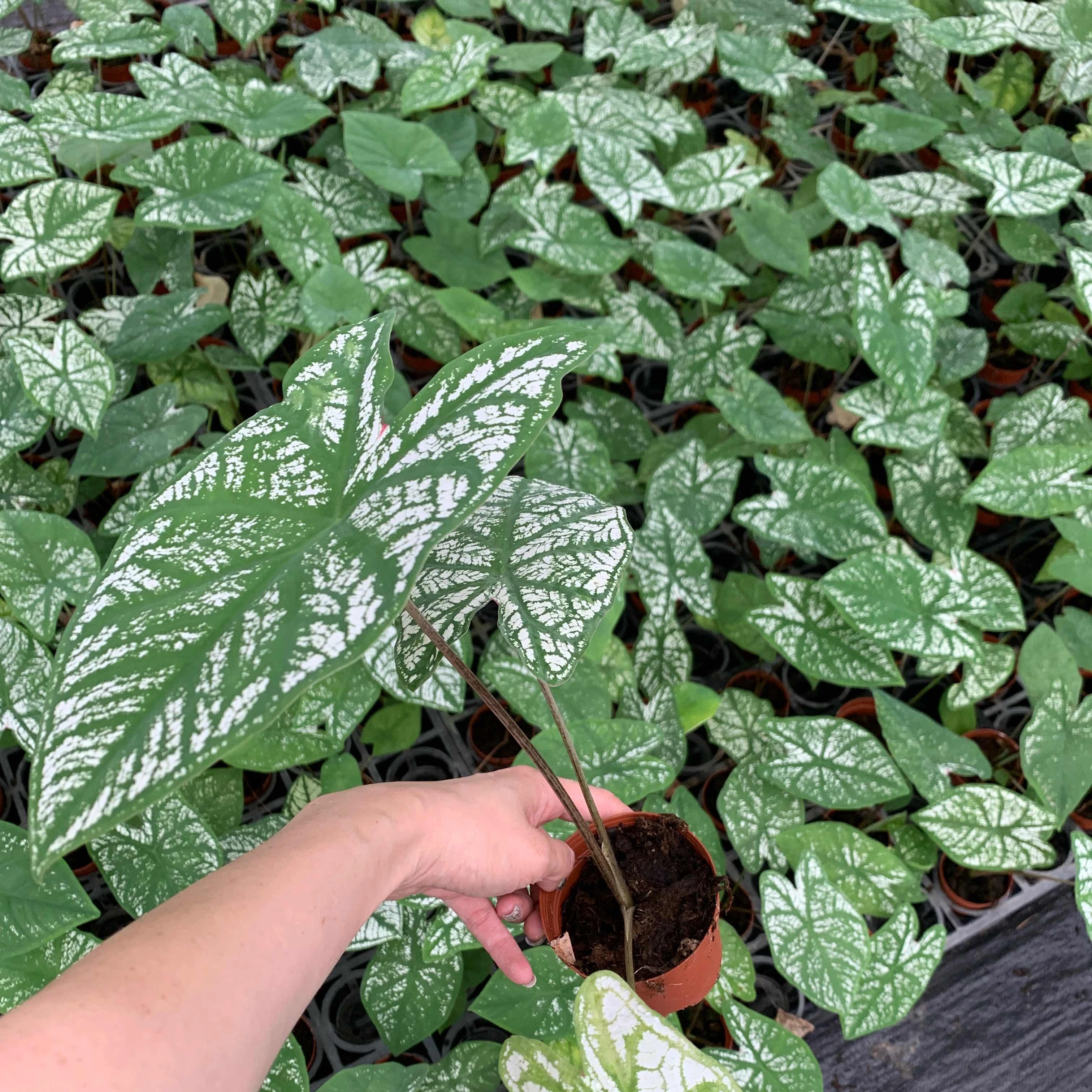 
Wholesale difference kinds of Colorful Caladium live plants bonsai on sale 