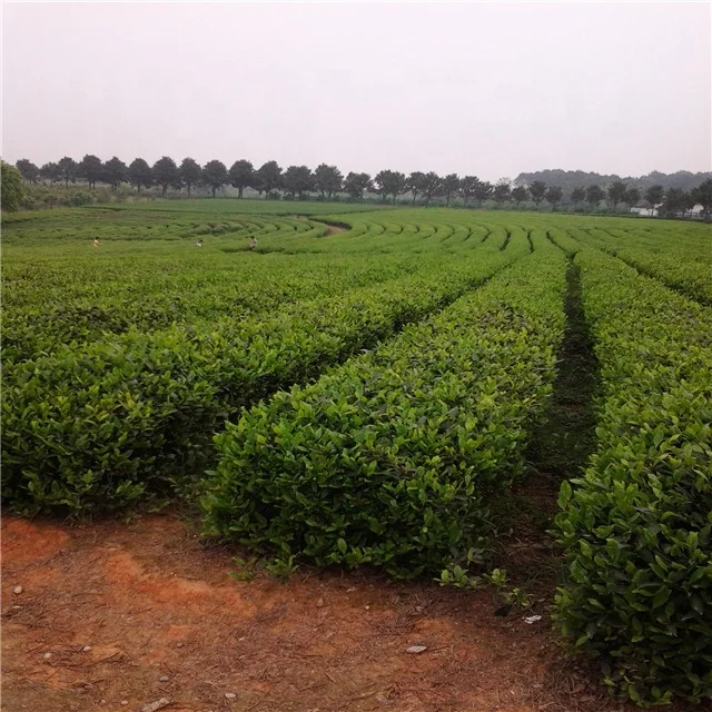 GMP Manufacture Halal Approved green tea extract 5%-20% Theanine