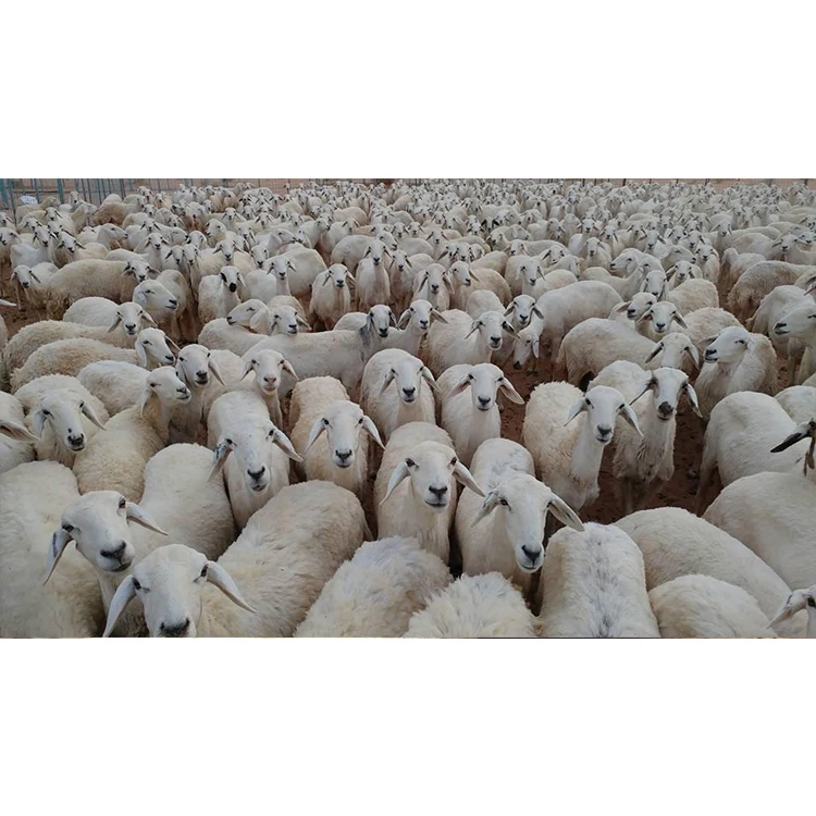 Premium Hay For Cattle Feeding Naimi Najdi Sheep Animal Feed Cattle Sheep Dairy Cow Goat Supplement Premix Feed