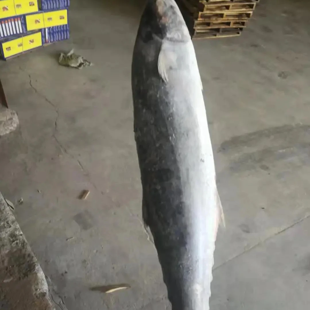 Frozen Seafood IQF Whole Round Steak Spotted Spanish Mackerel Fish