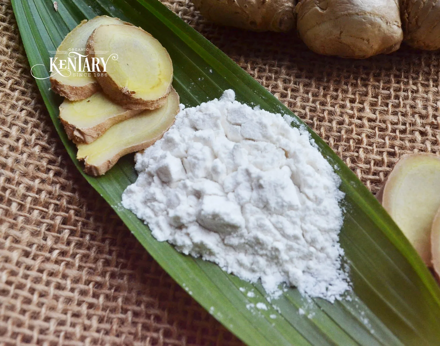 Ginger Extract Powder for Nausea Stomach Intestinal Cardiovascular Health Hight Quality Best Price Made in Vietnam