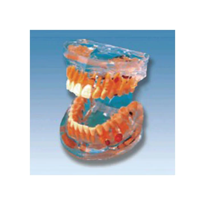 BIX-L1008 Skin Color High Quality/hot Sale Pvc Nursing Care Manikin Dental Education Models