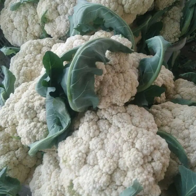 Fresh new season cauliflower buy fresh vegetables superior quality white cauliflower