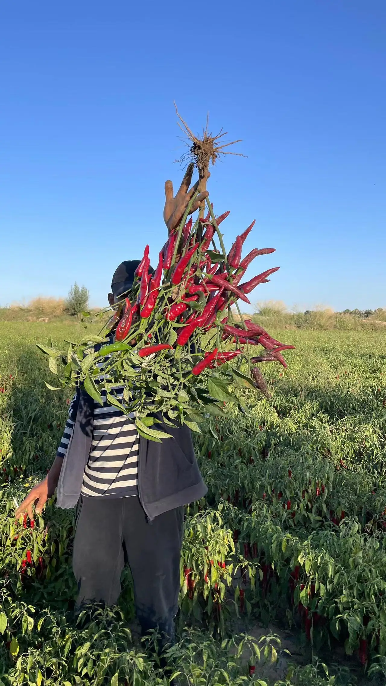 High quality Chinese chili peppers spicy taste Thousand gold red chili fresh frozen chilis in supply