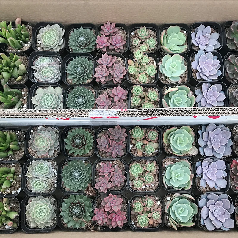 
Hot sale colour Succulent plant Fresh plants Shipment succulent plant in pot 60p in a box 