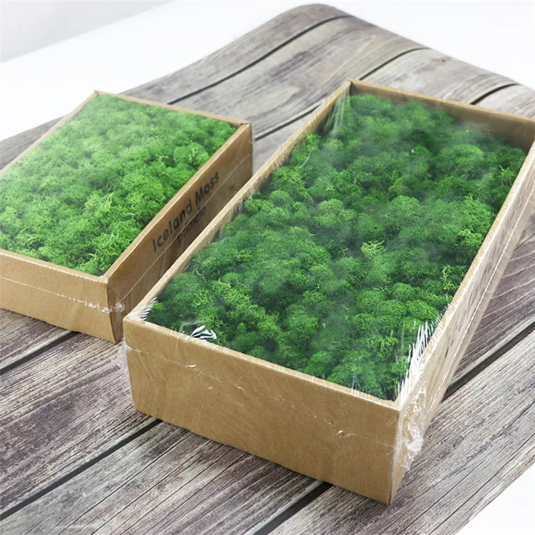 Wholesale Stabilized Preserved Moss and Lichens Long Lasting Green Plants for Home Wall Art Terrarium and Wedding Decoration
