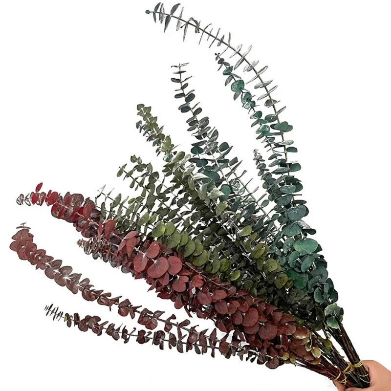 Hot selling  Natural Dried Eucalyptus Leaves Preserved Eucalyptus for Wedding Decoration