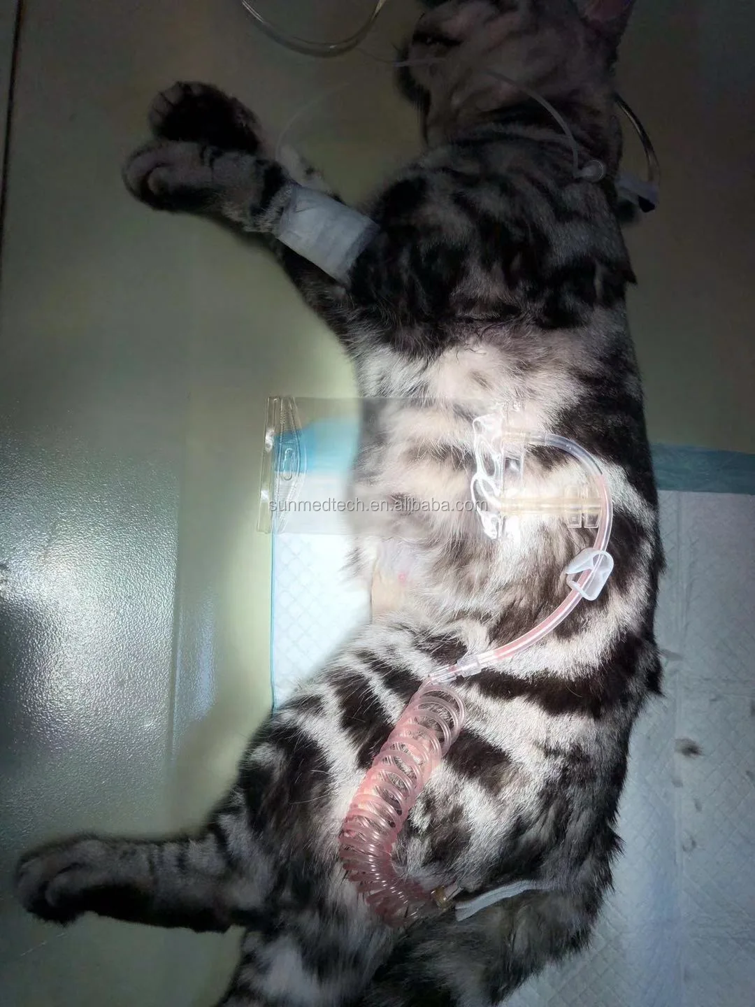 
Urine collection bag for cat use 100ml not include catheter 