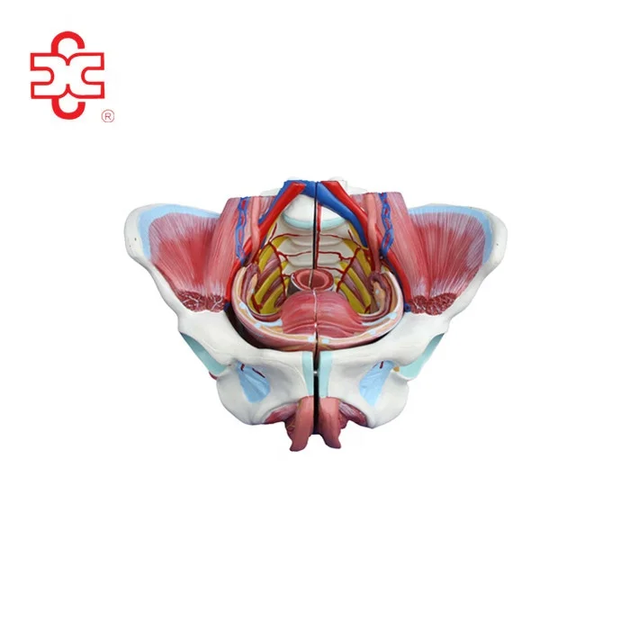 3d model of female internal genital organs