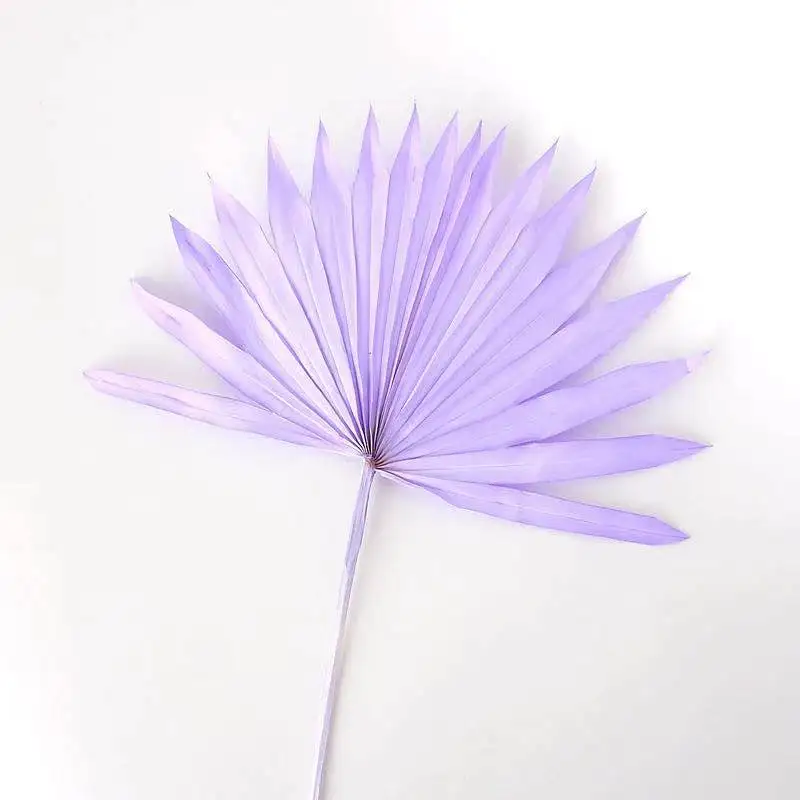 Natural Dried Palm Leaves Colorful Palm Sun for Flower Arrangement