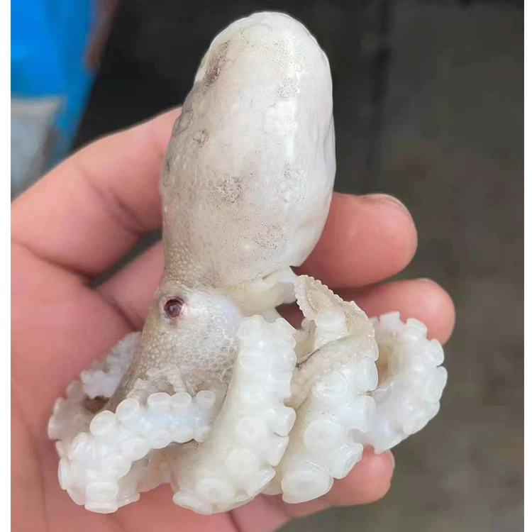 
High Quality Competitive Price Big Frozen Octopus 