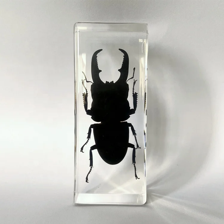 Коллекция насекомых настольные компьютеры из прозрачного стекла черная оленя жук пресс-папье для декора стола