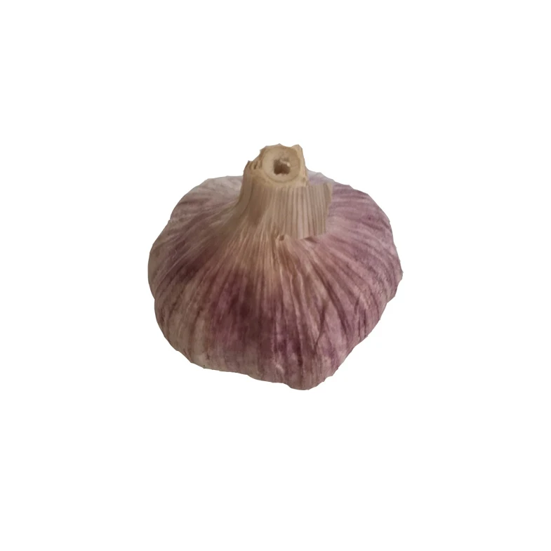 
Cheap price high quality normal fresh garlic new season garlic 