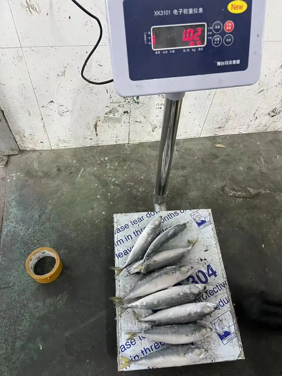 Excellent Quality Frozen Seafood IQF Pacific Mackerel for Indonesia Market