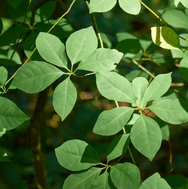 
Calm and relax effect Japanese private label wholesale bulk essential oils with high quality 