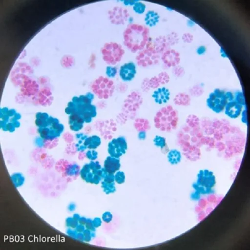 Pro-Botany Prepared Microscope Slides Biology Science Education Prepared Slides 100pcs Packed in Slide Box