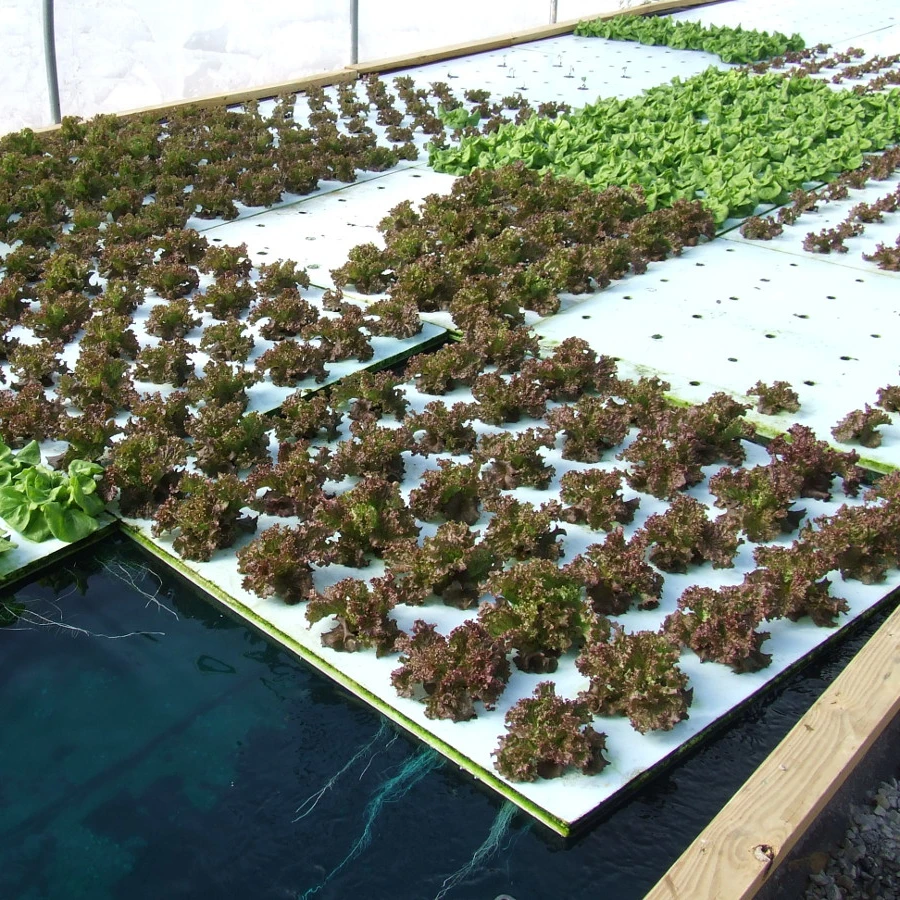 DWC Aquaponics фермерские теплицы Гидропоника сцепляющий плот гидропонная растущая кровать плавающие системы