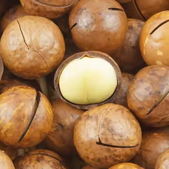 Highly Recommend China Macadamia Nuts Roasted Macadamia with Shell