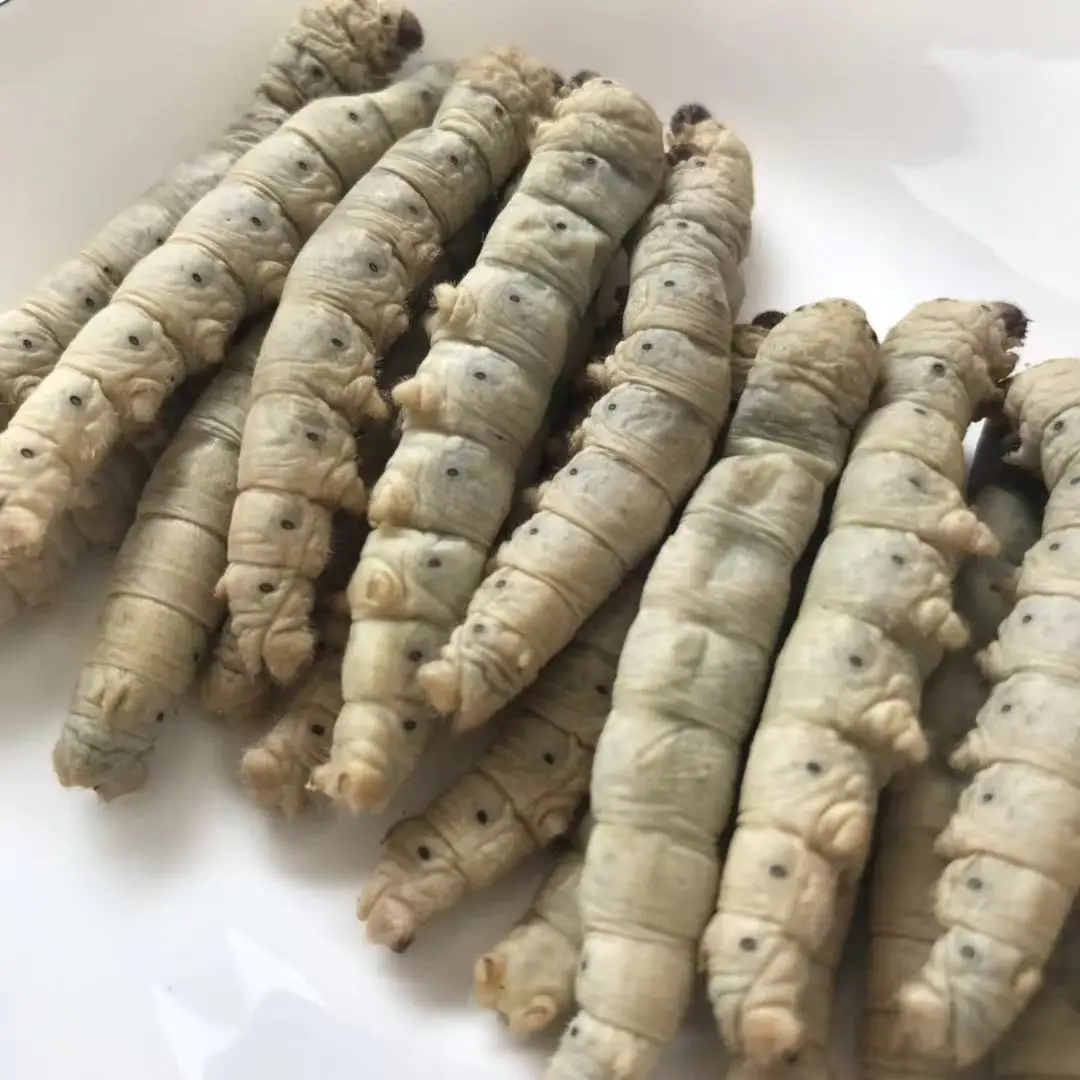 High Protein Larvae Quality Worms Eco Fresh Silkworm Worm Pet Food Silk Worm