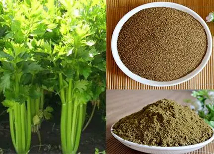 
Full of Vitamins Pure Organic Celery Juice Powder 