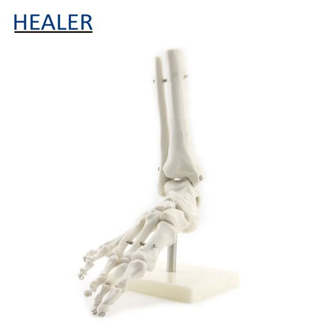 Human Foot Joint Model,Anatomical model of foot,Foot bone model