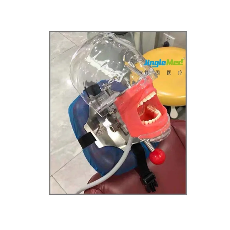 Simple Dental Training Model Dental Phantom Head Dummy Simulation Unit Transparent 1 Piece Silicon Clinic 7 Days After Payment