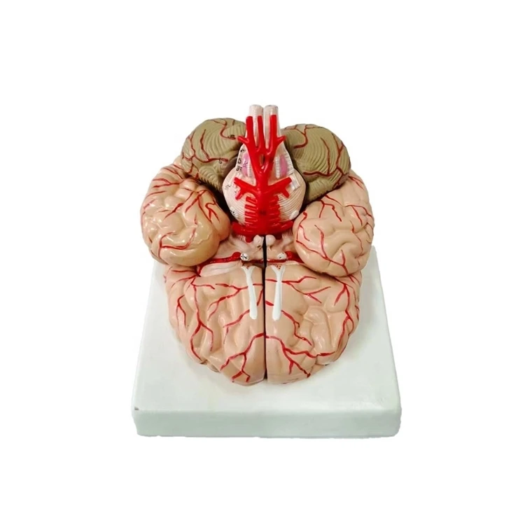 Заводская поставка, анатомическая модель мозга, 9 частей, модель мозга, анатомические тренировочные модели мозга для обучения медицине