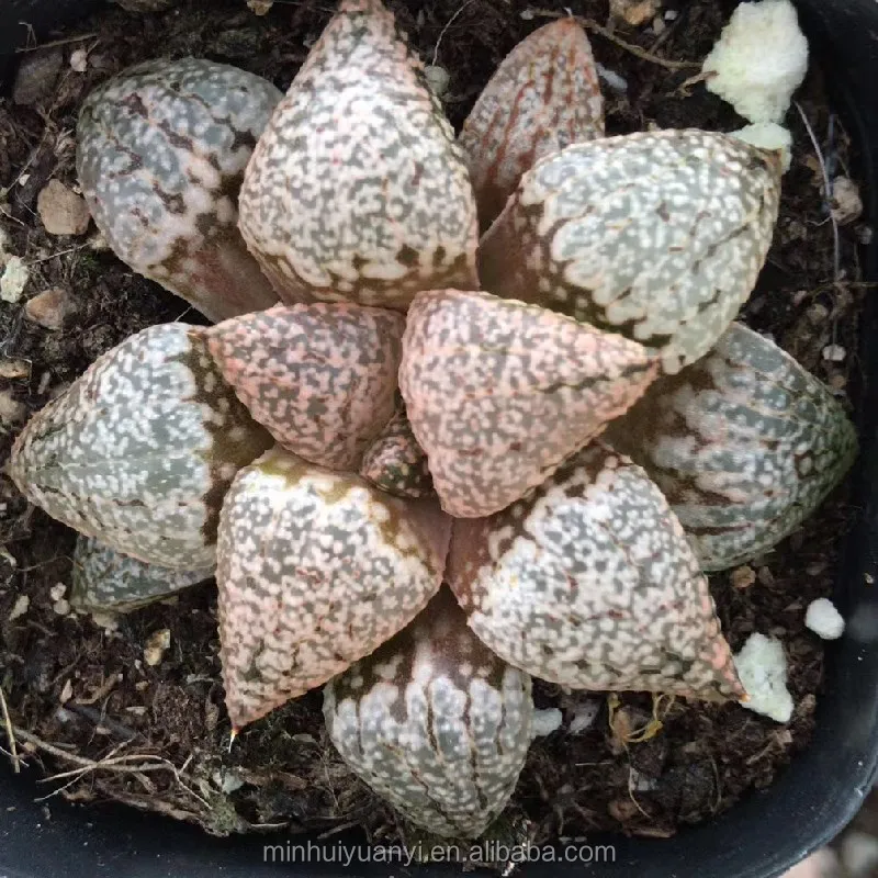 Живые суккуленты 1,18-1,9, Haworthia Emelyae Poelln, внутренние растения, оптом, декоративные растения