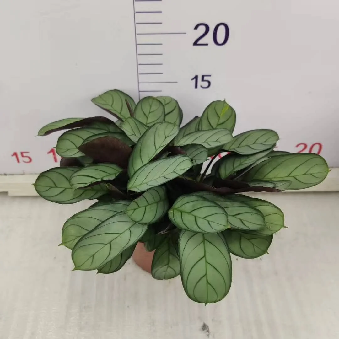 Tissue culture seedlings Plant Silver