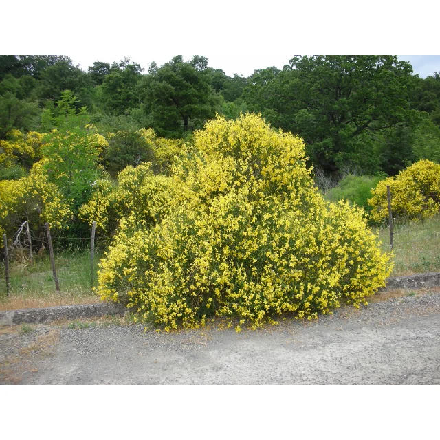 
Sicily Trip and Lava Stone Trekking on Etna Volcano Italian Travel Agency 