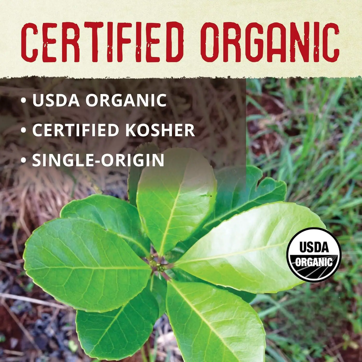Factory Price OEM Unprocessed Natural Tea Yerba Mate Detoxification and Beauty Enhancement NON-GMO