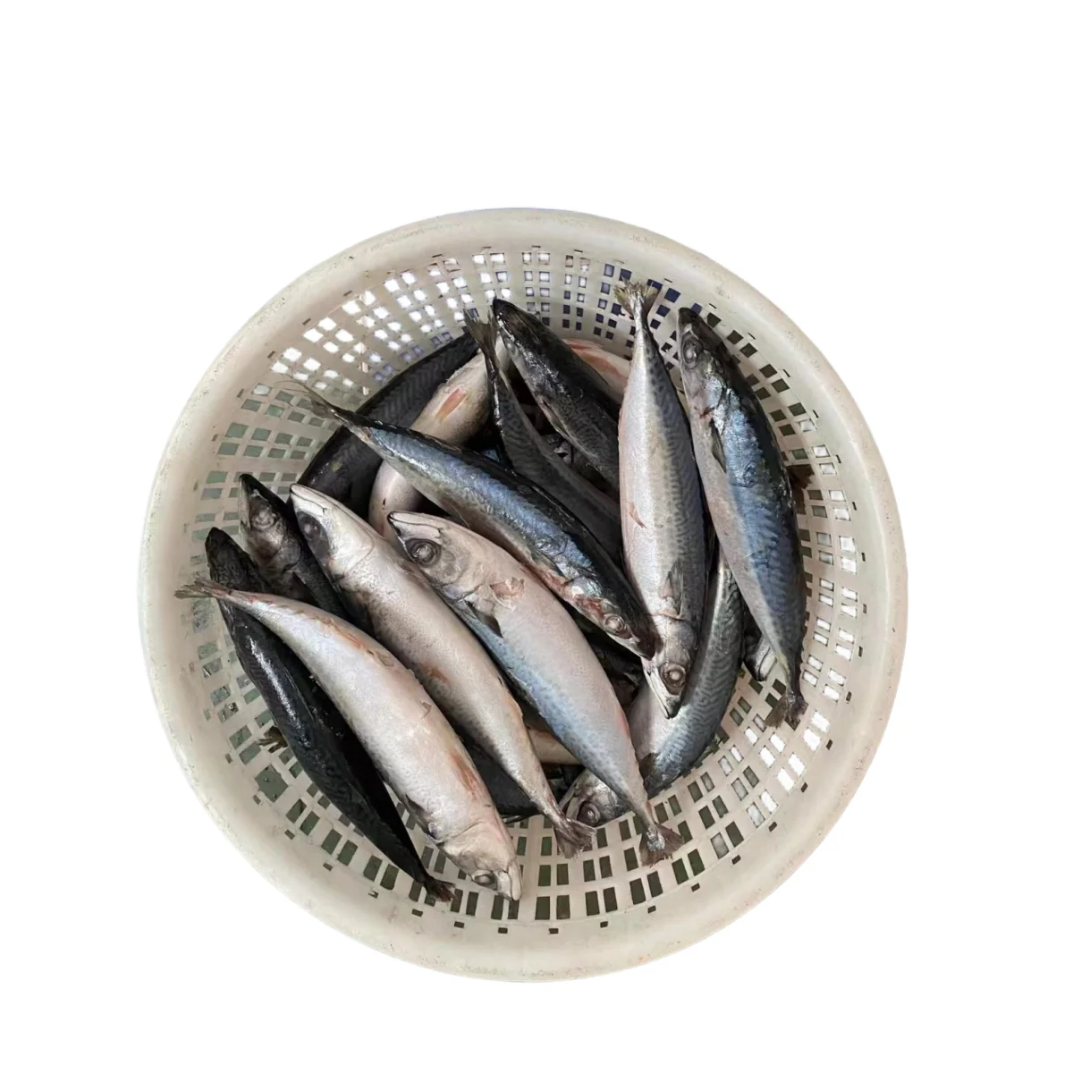 Wholesale Fresh Seafood Landfrozen Fish Pacific Mackerel with Competitive Price