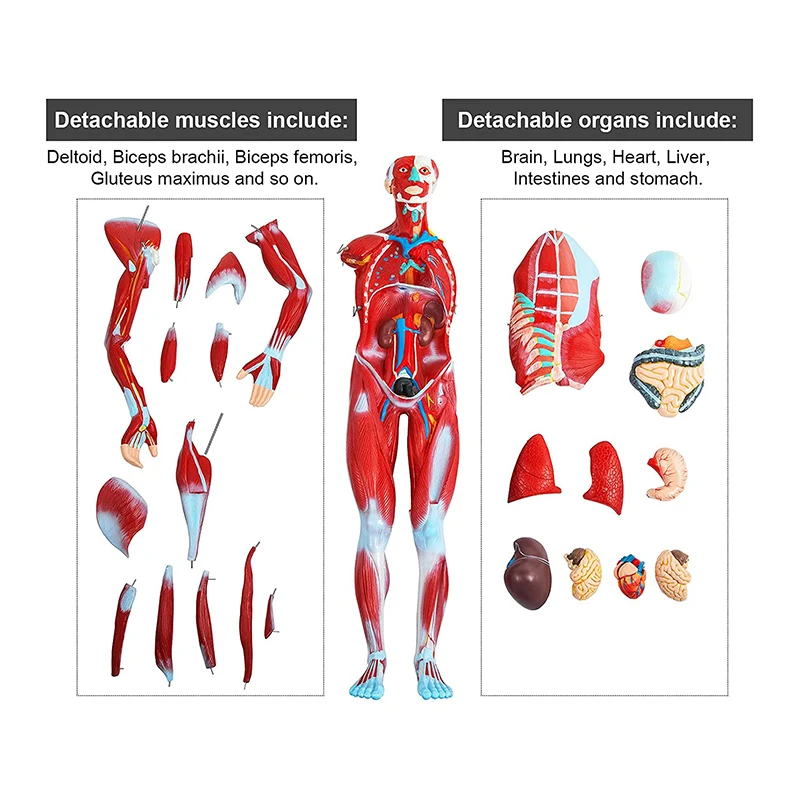 80 cm Human Anatomy Muscular Model With 27 Parts Of Human Muscle and Organ For Medical Learning