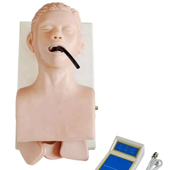 Human Trachea lntubation Model hospital medical school teaching anatomical model BC1115-07