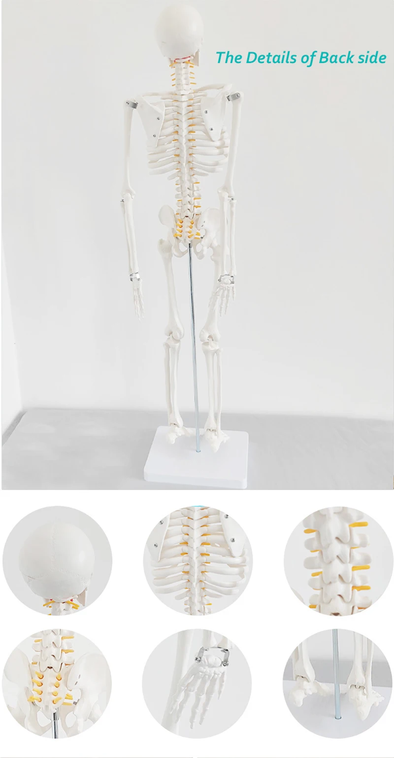 85 см ПВХ модель скелета медицинской анатомии человека Скелет пластиковая анатомическая
