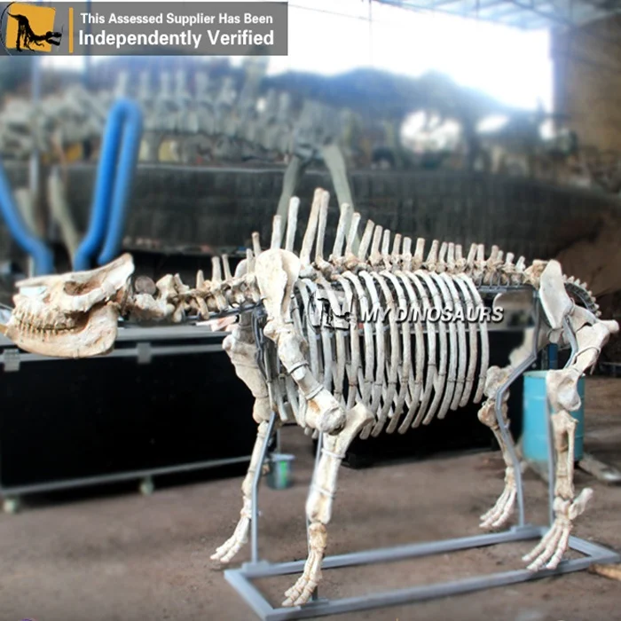 Скелет MY DINO L100 в натуральную величину ископаемый Бегемот для музея