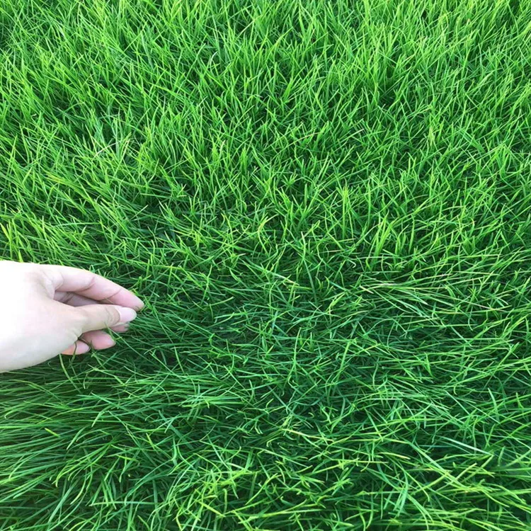 Лидер продаж, семена травы