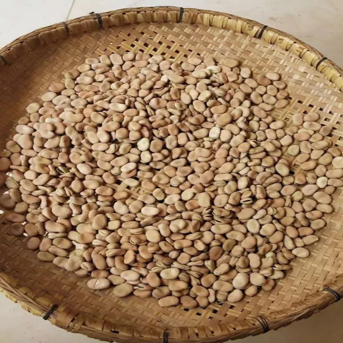 New Crop Fava Beans Highest Quality Bulk Dried Broad Beans in Qinghai for Canned Food