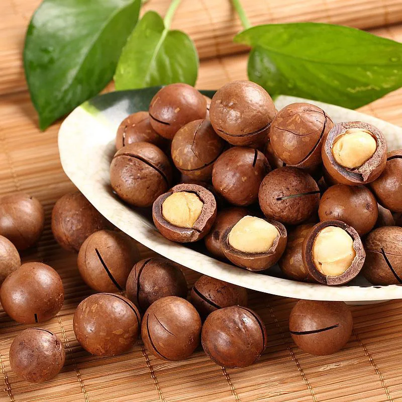 2022 New Crop Retail Bulk Wholesale Raw Cream Flavour Roasted Macadamia Nuts with Shell