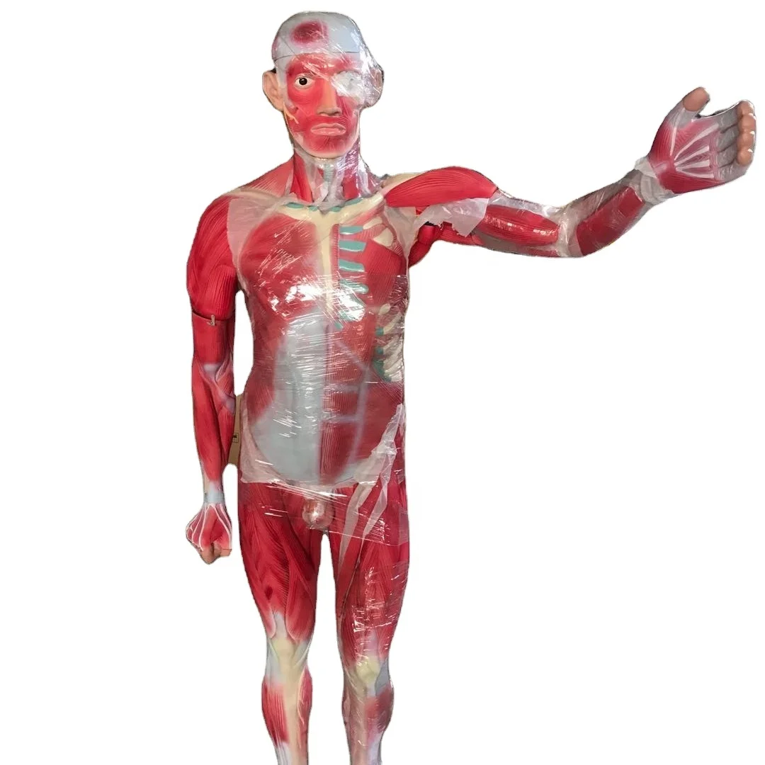 Teaching Model Anatomical Human Body 180cm  Muscle Dissection Anatomy Model With Internal Organs